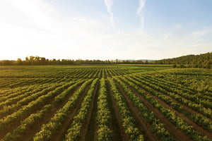 Farm-Automation